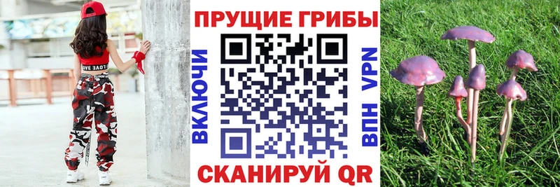 Псилоцибиновые грибы мицелий  Купить  Сасово 